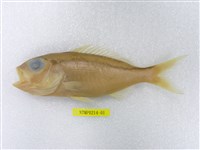 藏品(花笛鯛)的圖片